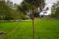 22-alberi-1